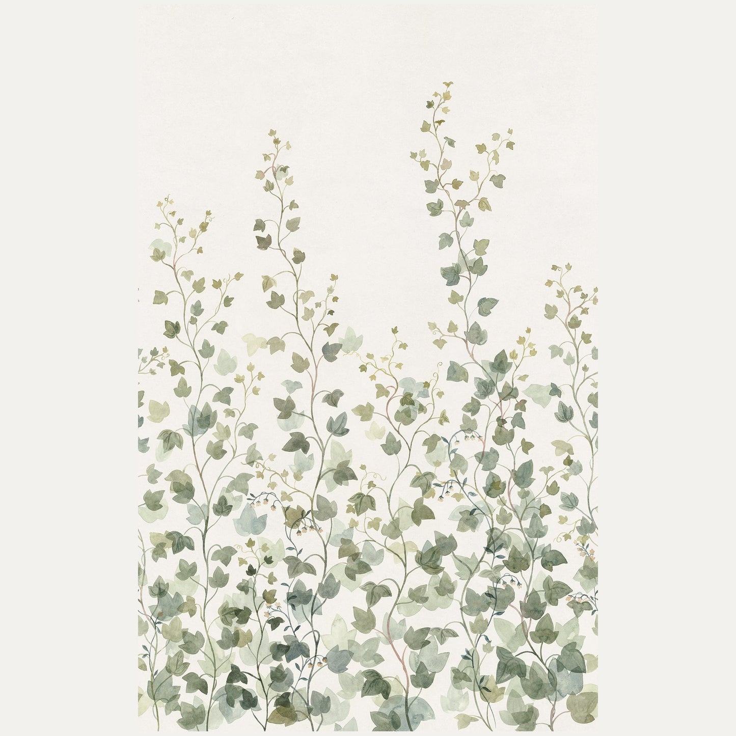 Kuvatapetti Ivy
