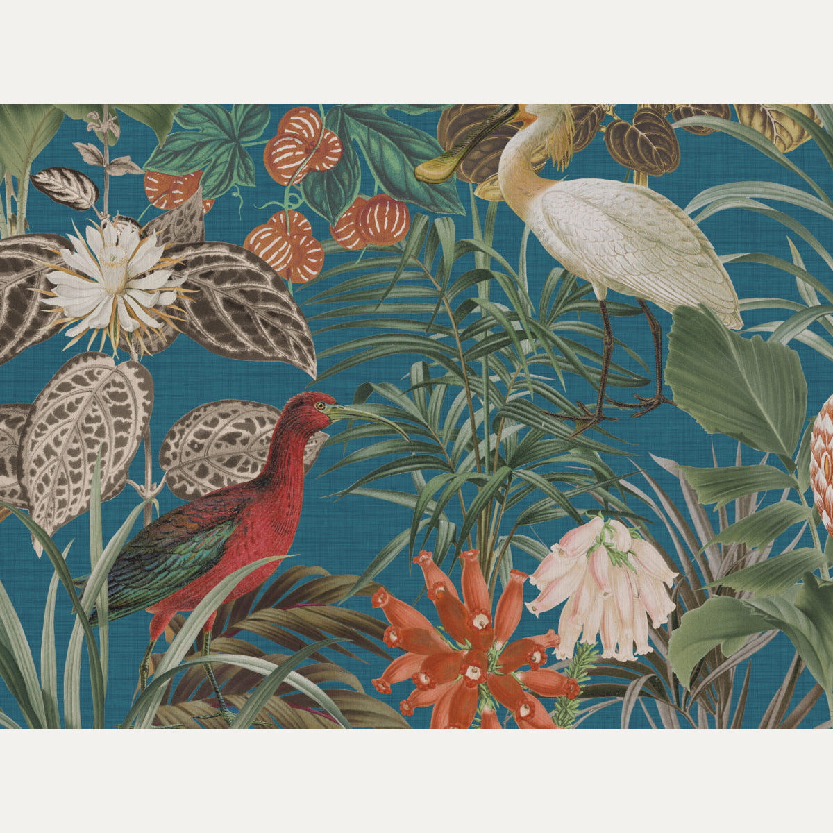 Tapetti Birds of Paradise BOP5..