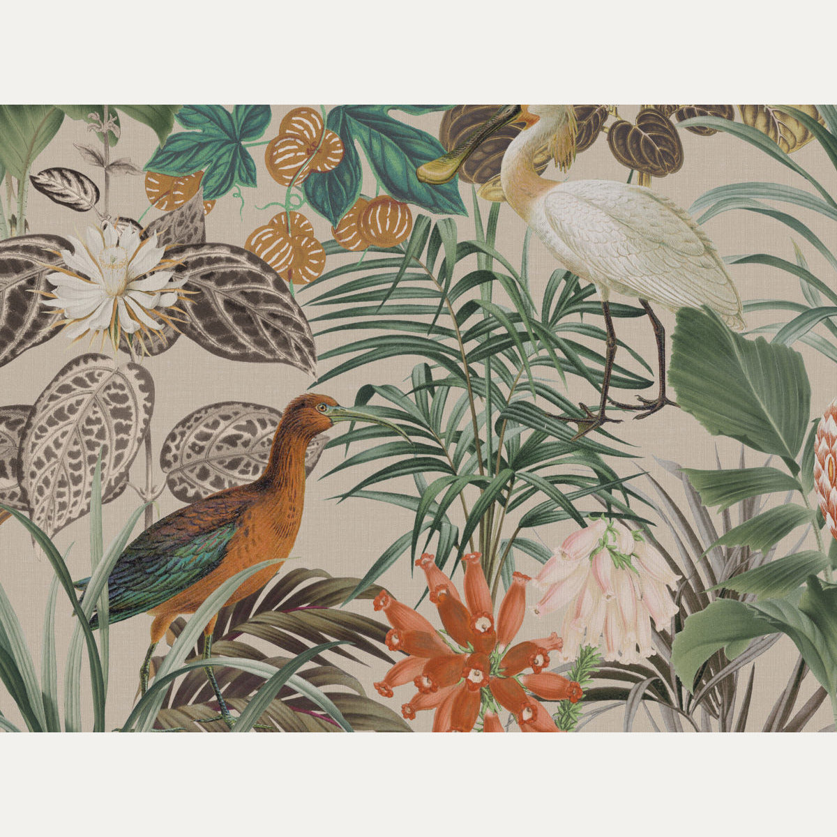 Tapetti Birds of Paradise BOP5..