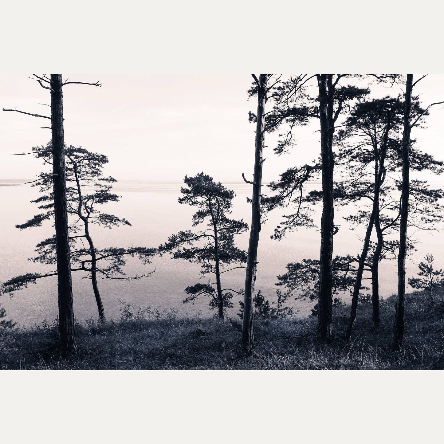 Kuvatapetti Old Pine Trees