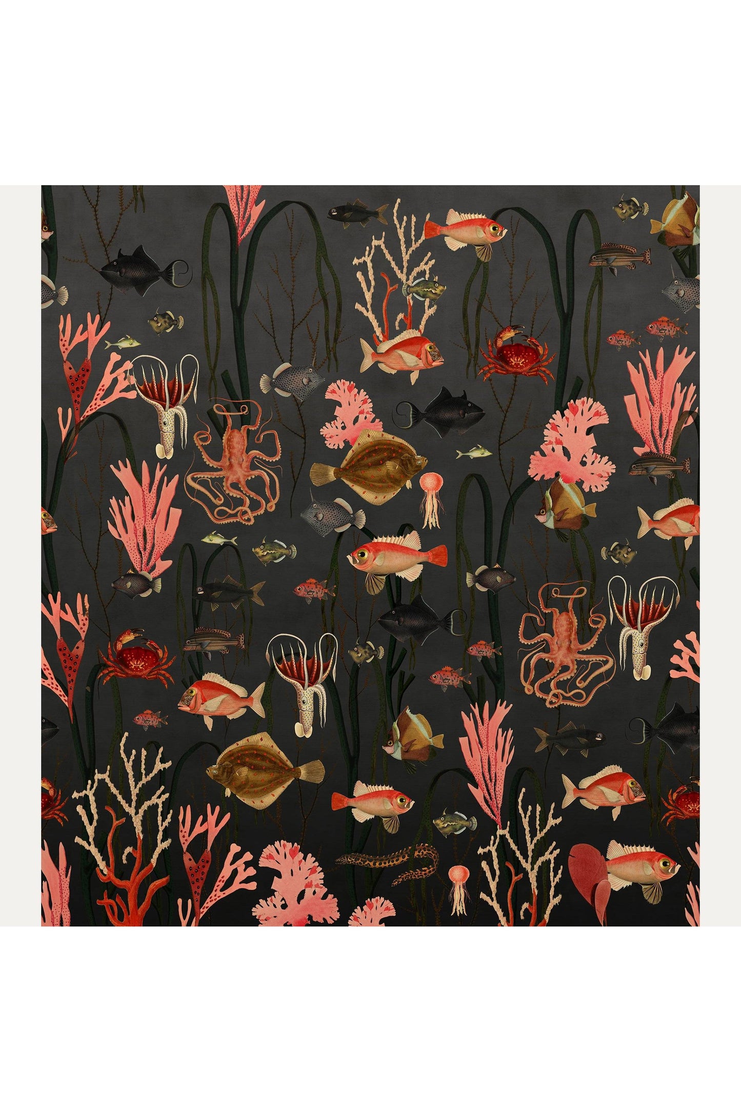 Kuvatapetti Aquatic Life