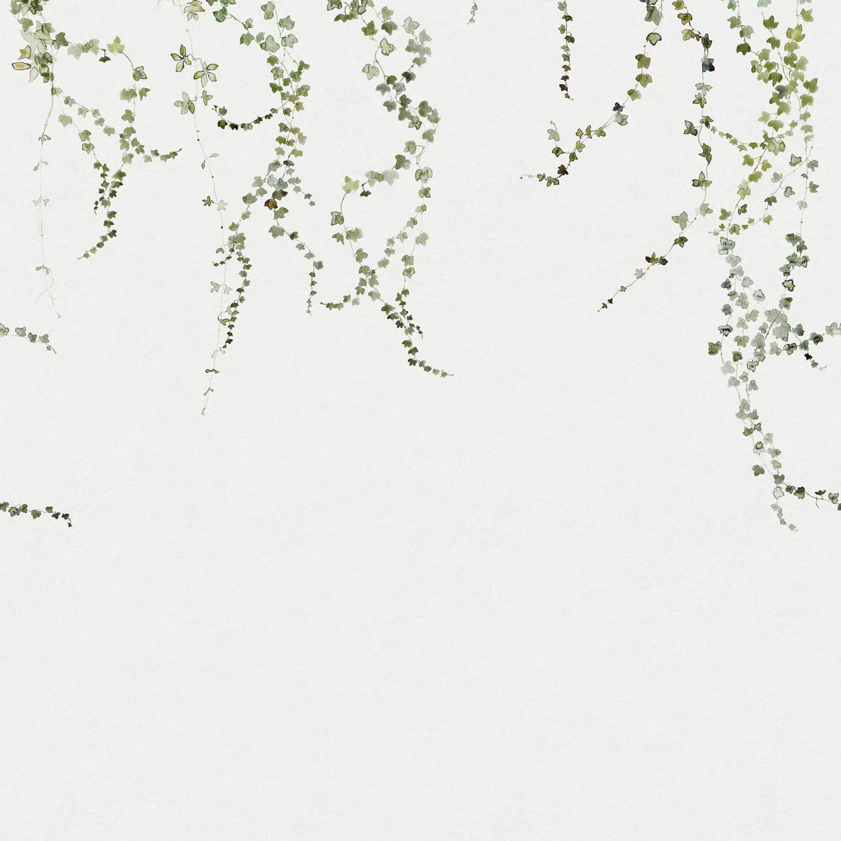 Tapetti Aralia, Moss Green