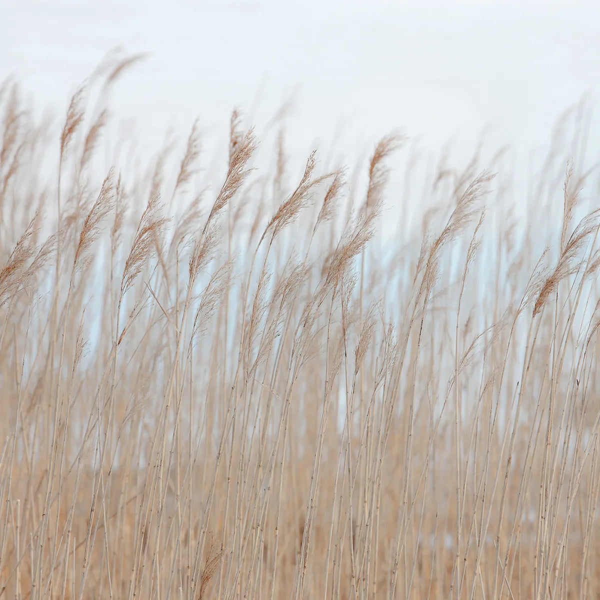 Tapetti Swaying Reed 400x280