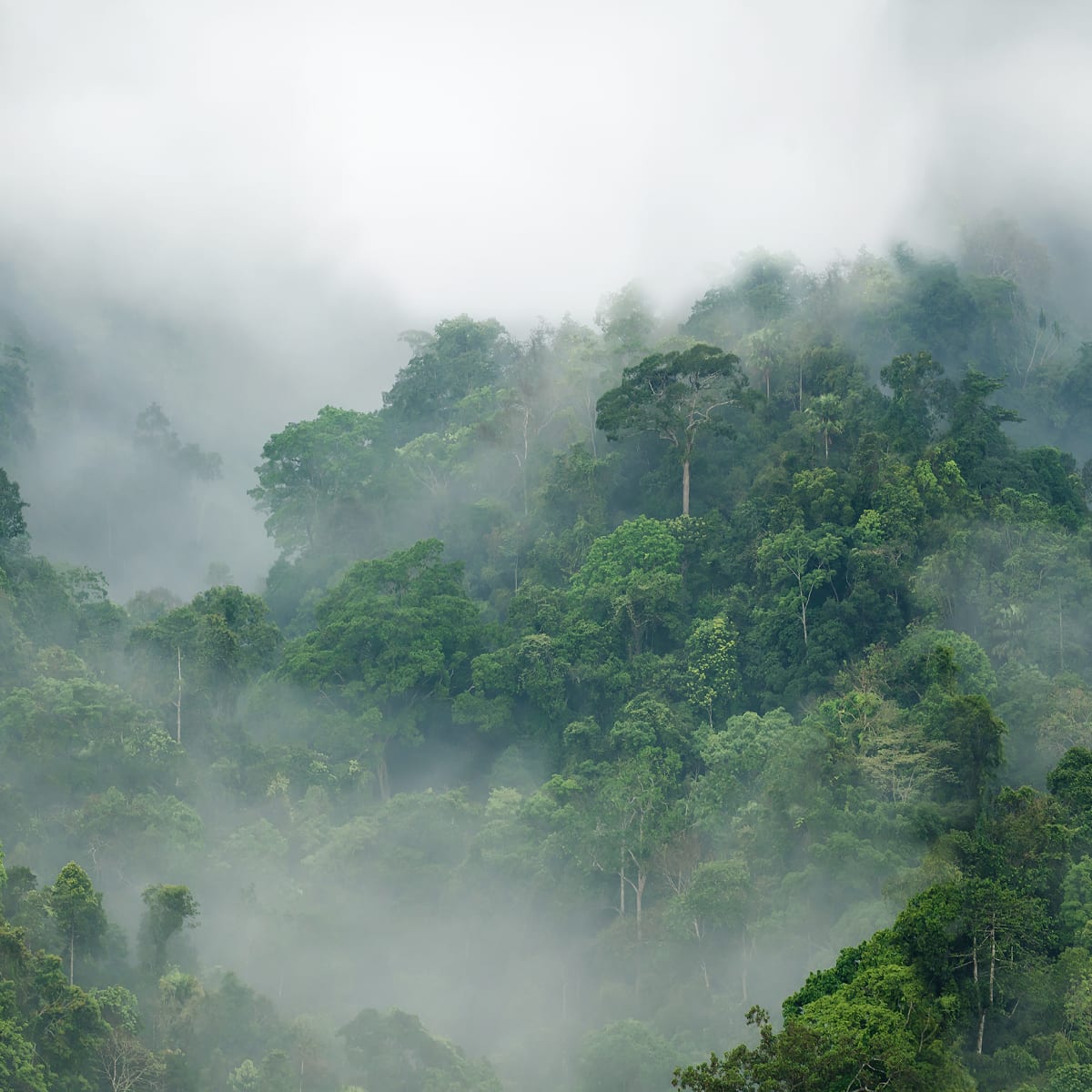 Tapetti Misty Forest 300x280