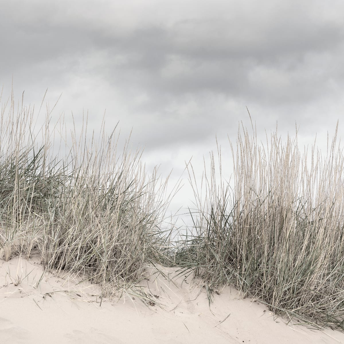 Tapetti Pale Shore 300x280