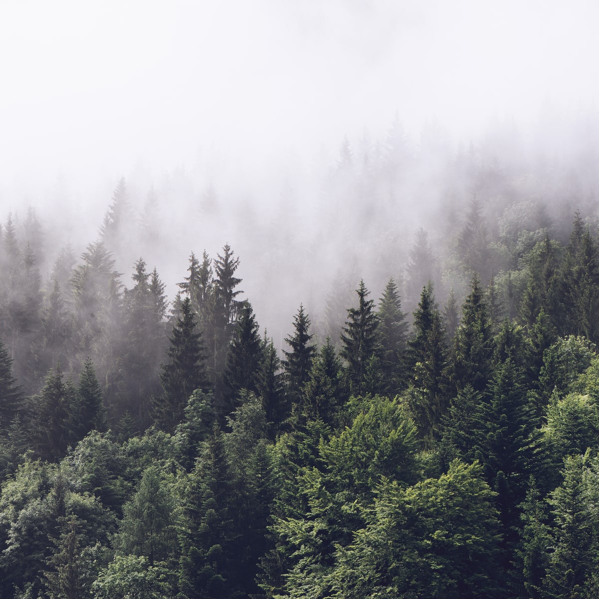 Tapetti Misty Fir Forest 300x280