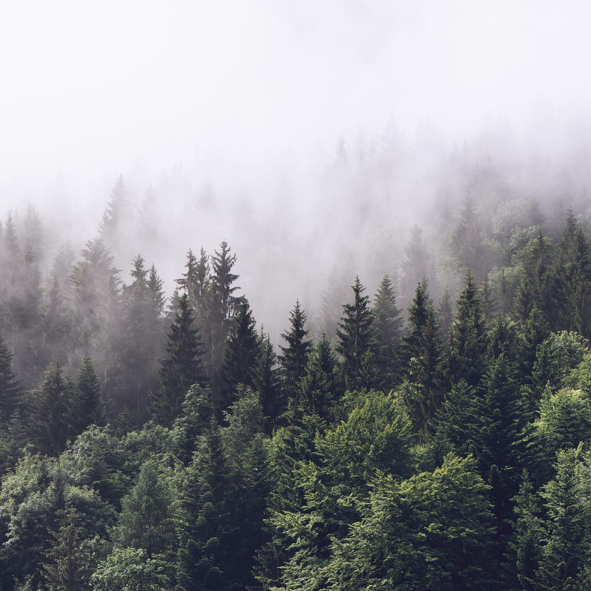 Tapetti Misty Fir Forest 400x280
