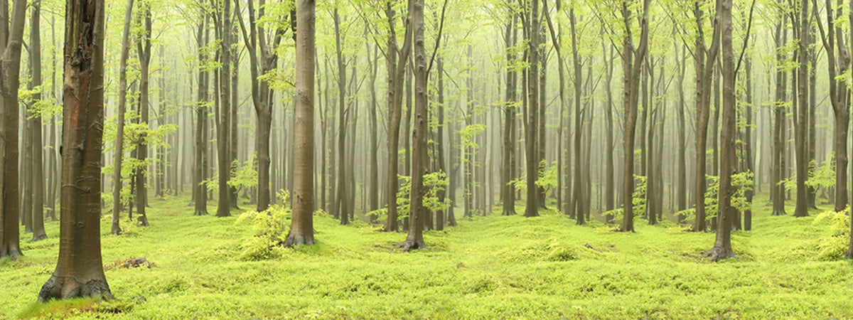Tapetti Deciduous Forest