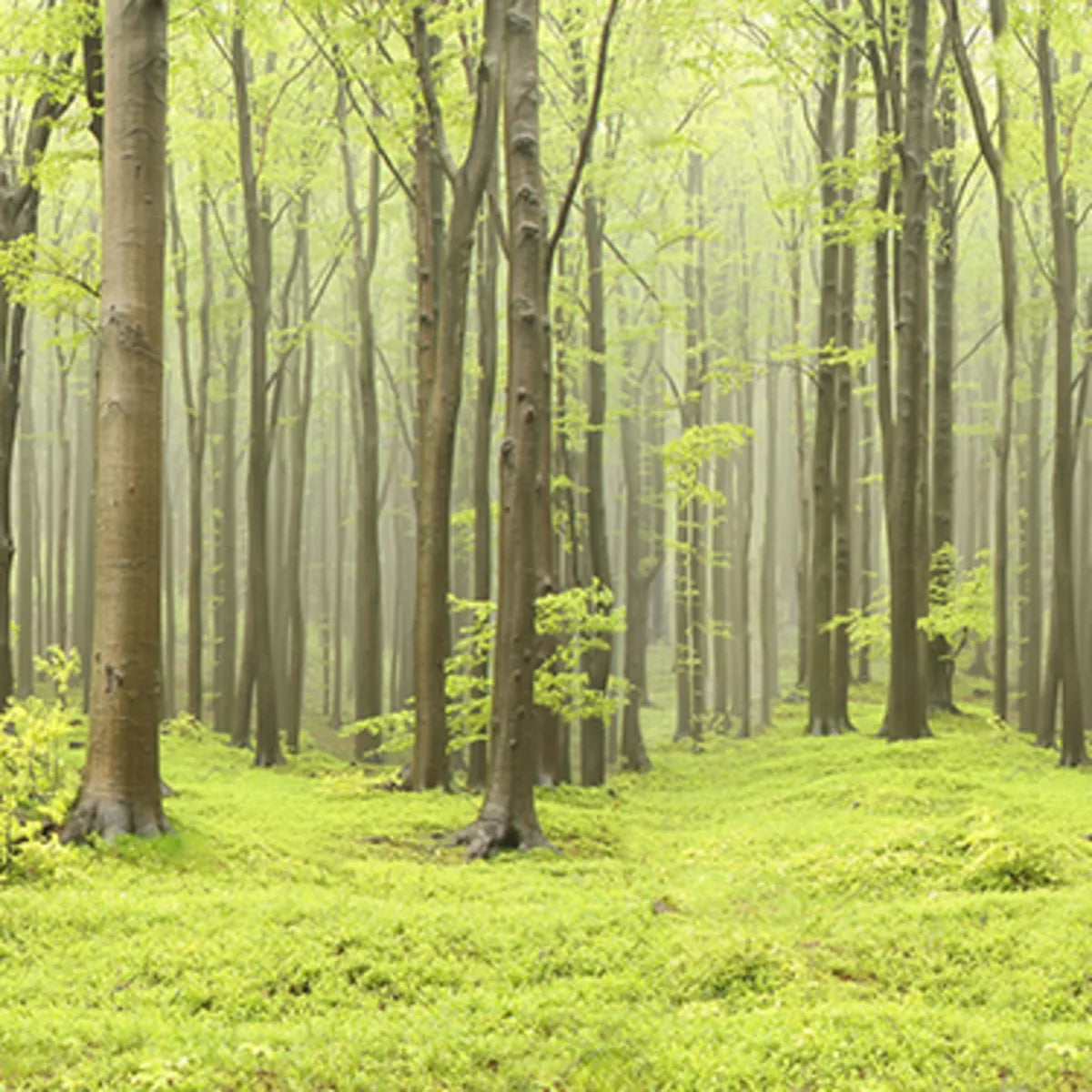 Tapetti Deciduous Forest