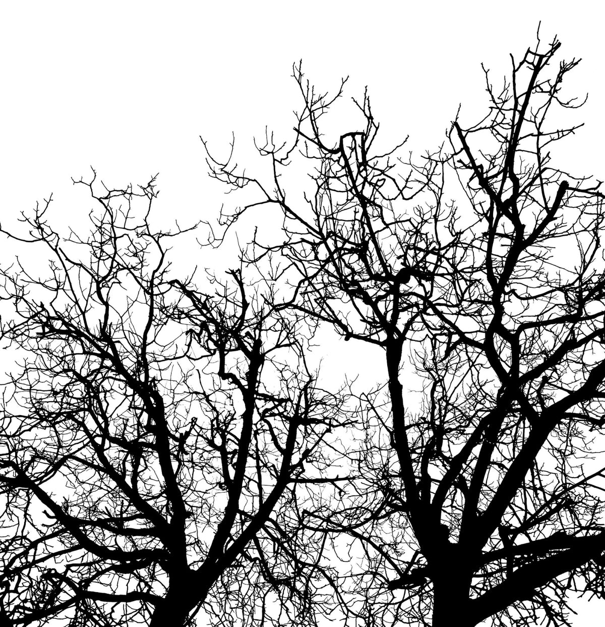 Tapetti Branches