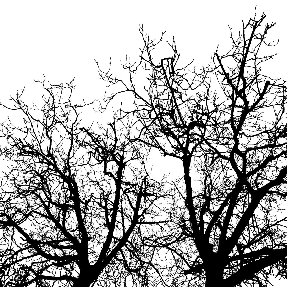 Tapetti Branches