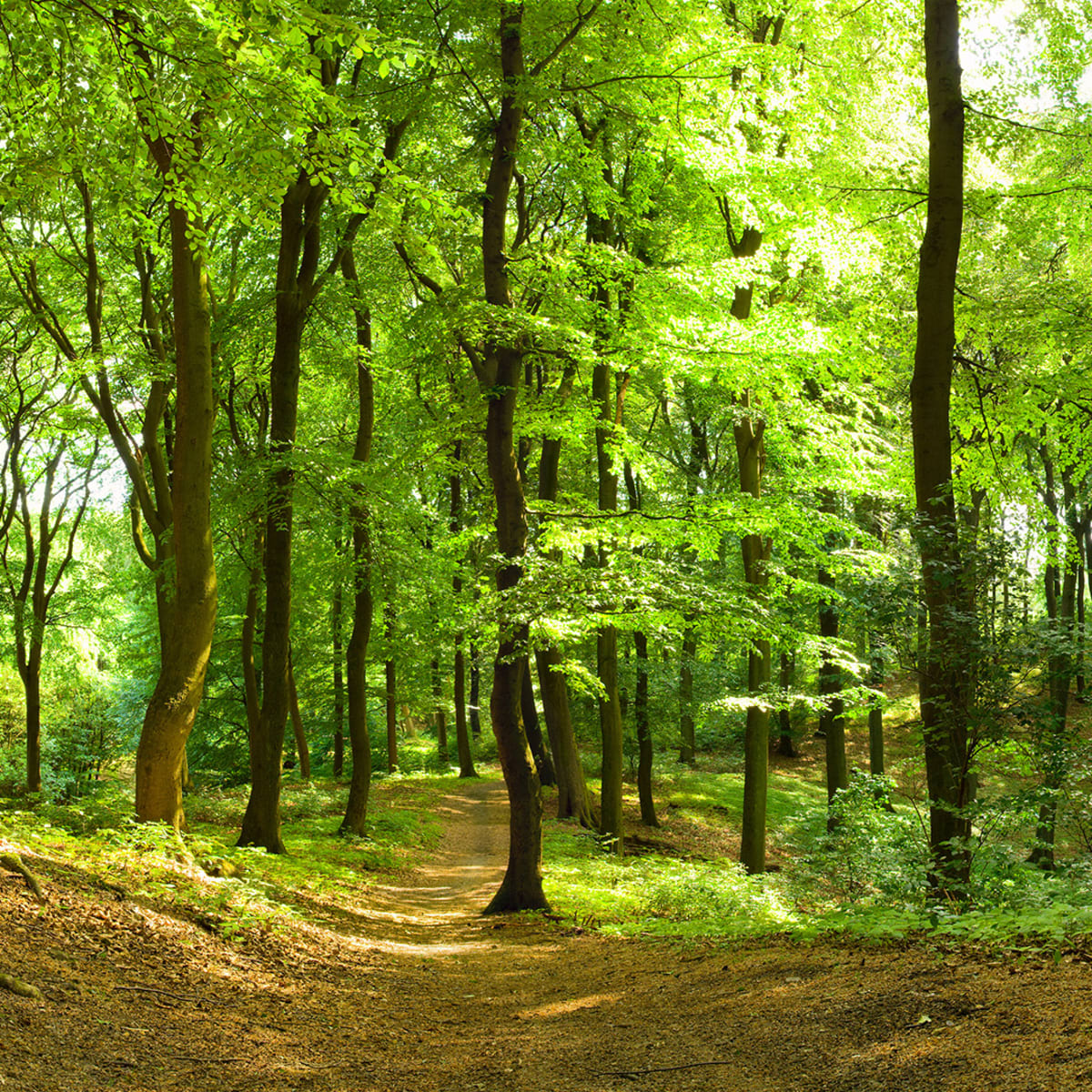 Tapetti Forest