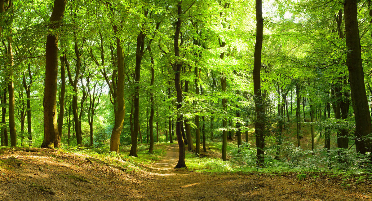Tapetti Forest