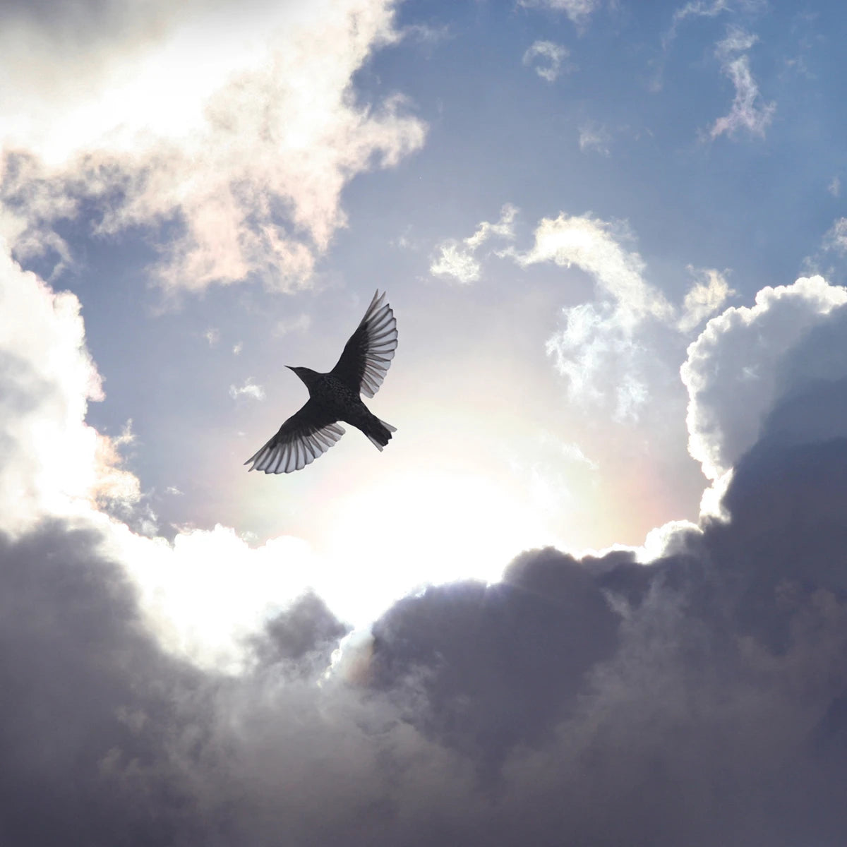 Tapetti Free as a Bird