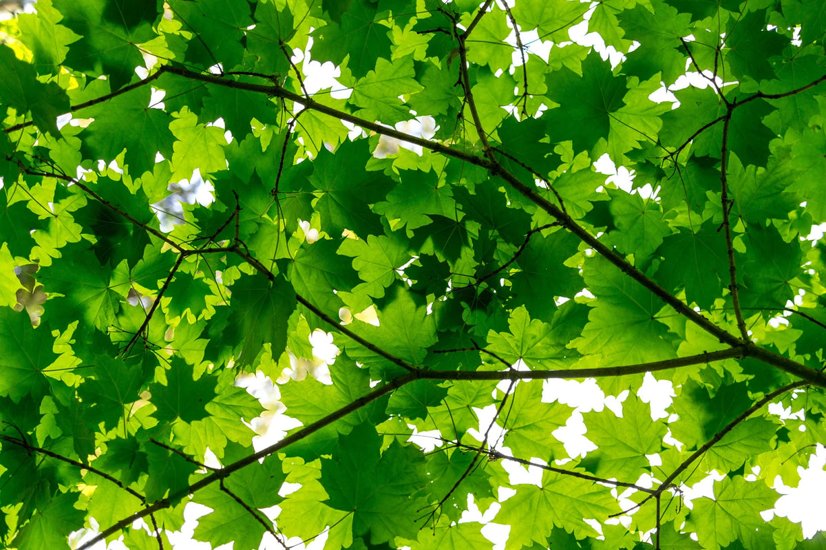 Tapetti Maple Leaves