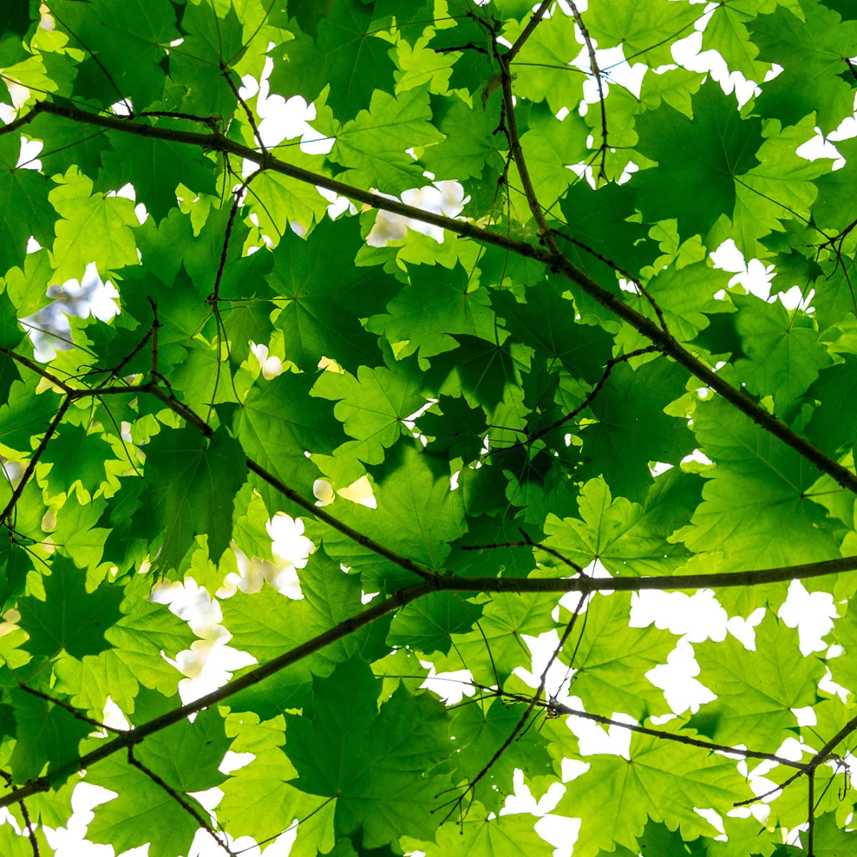 Tapetti Maple Leaves