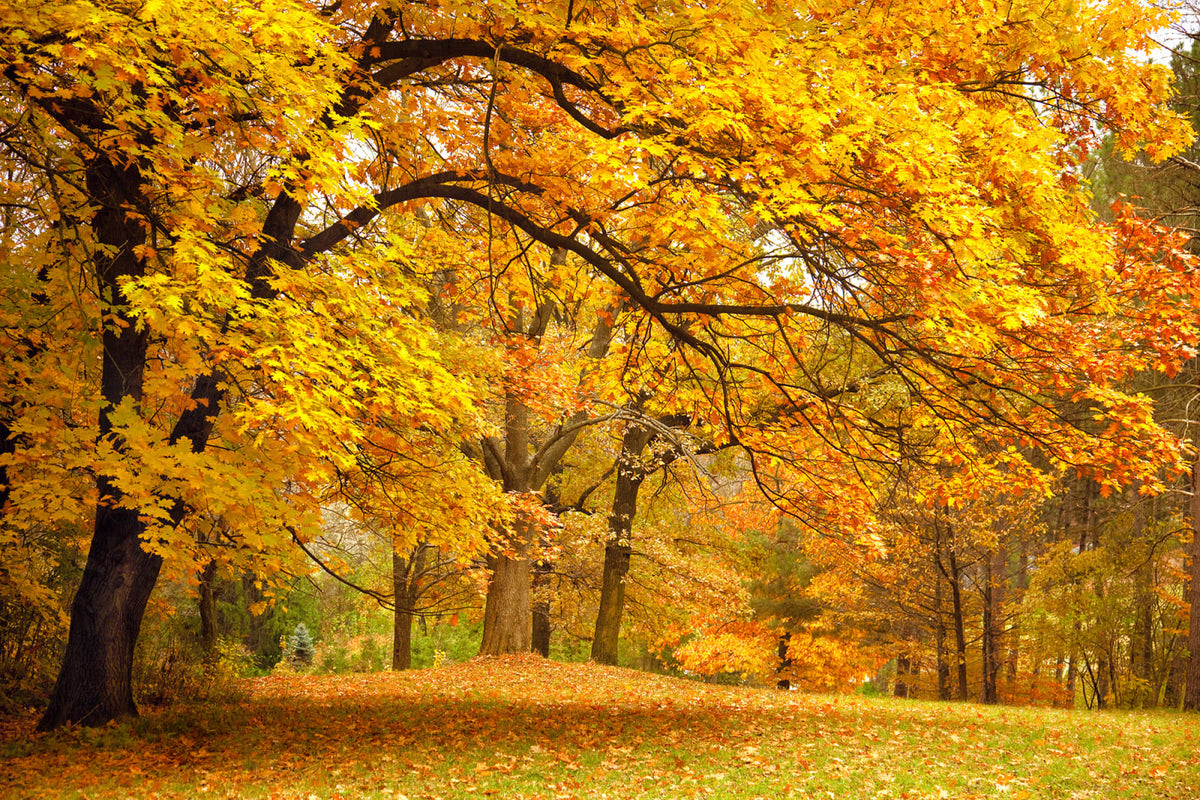 Tapetti Yellow Leafy Trees