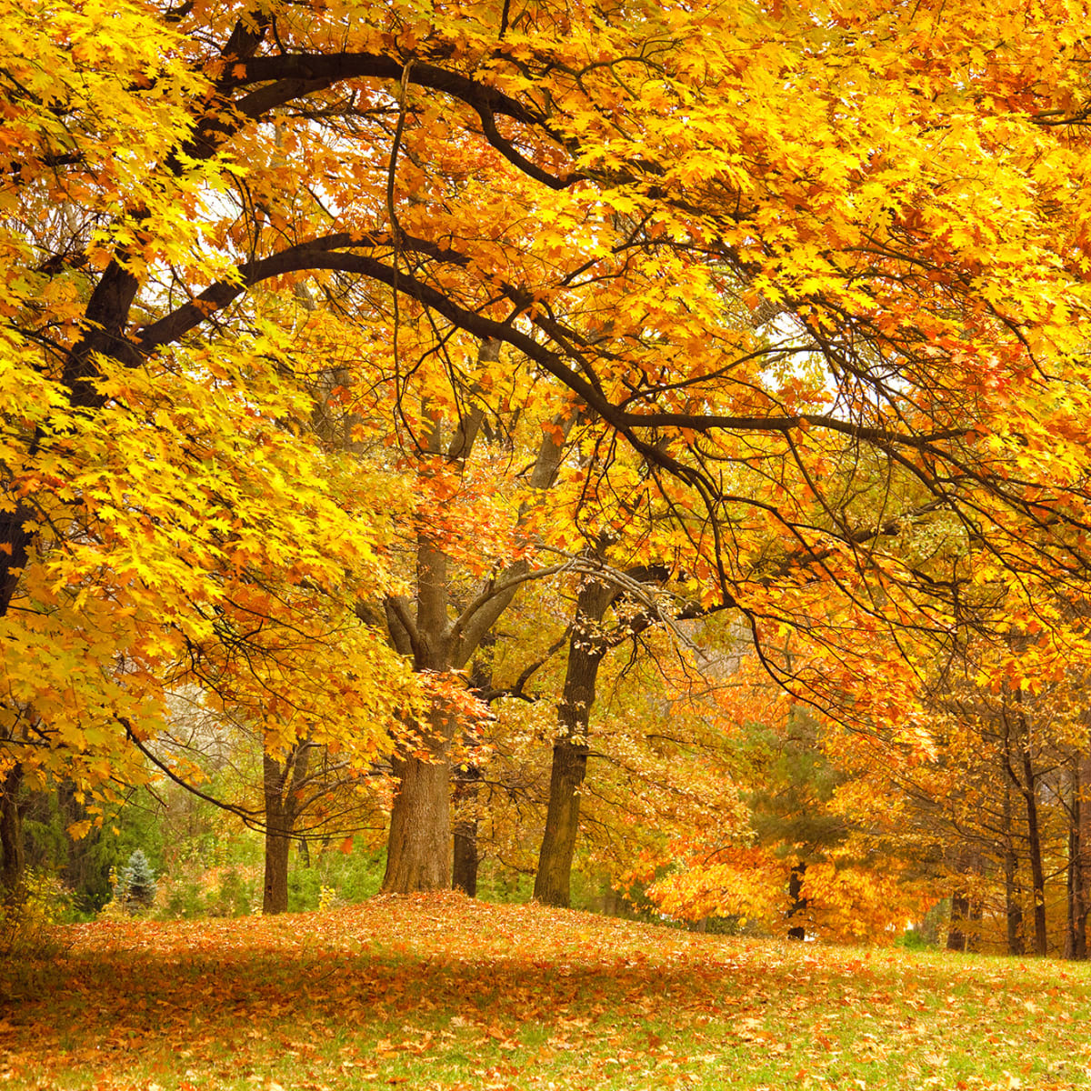 Tapetti Yellow Leafy Trees