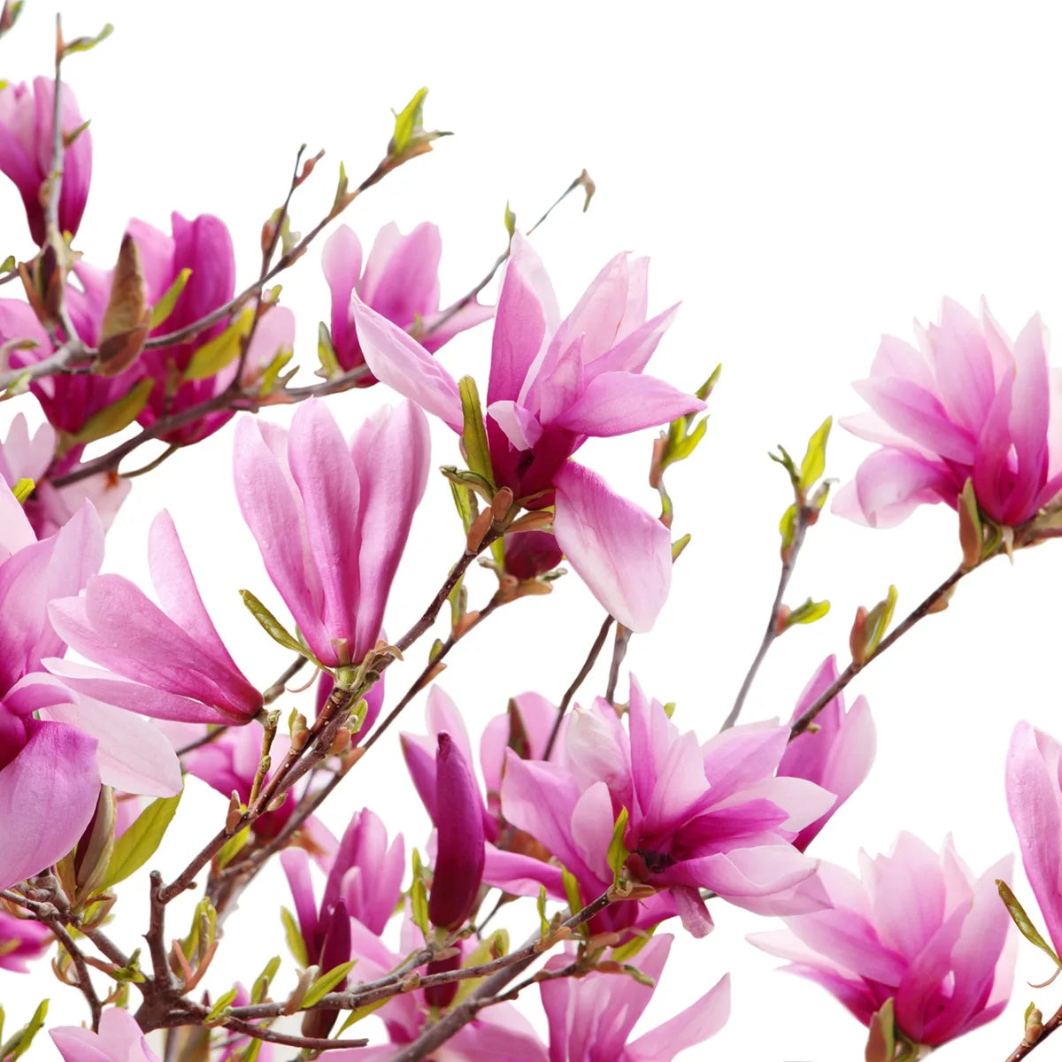 Tapetti Magnolia