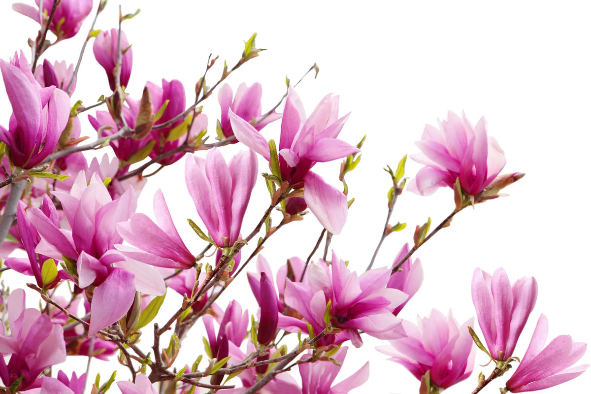 Tapetti Magnolia