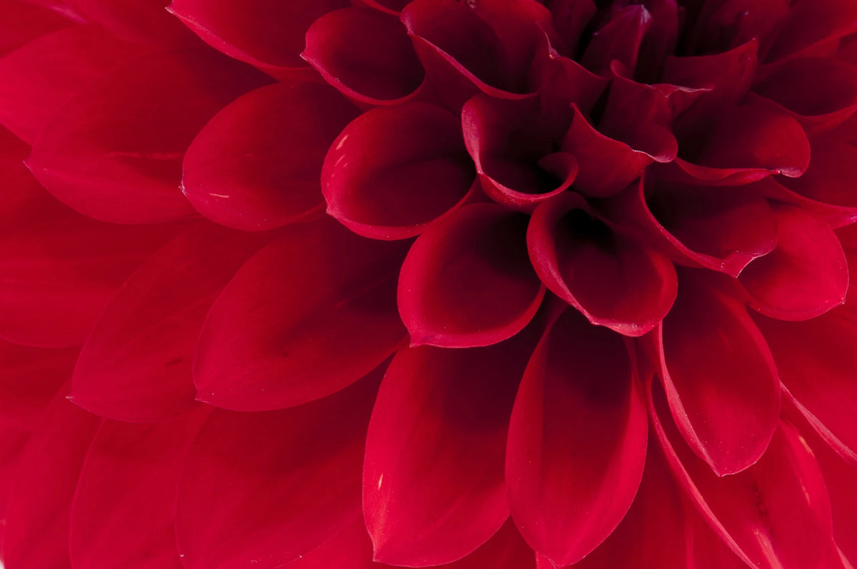Tapetti Dahlia