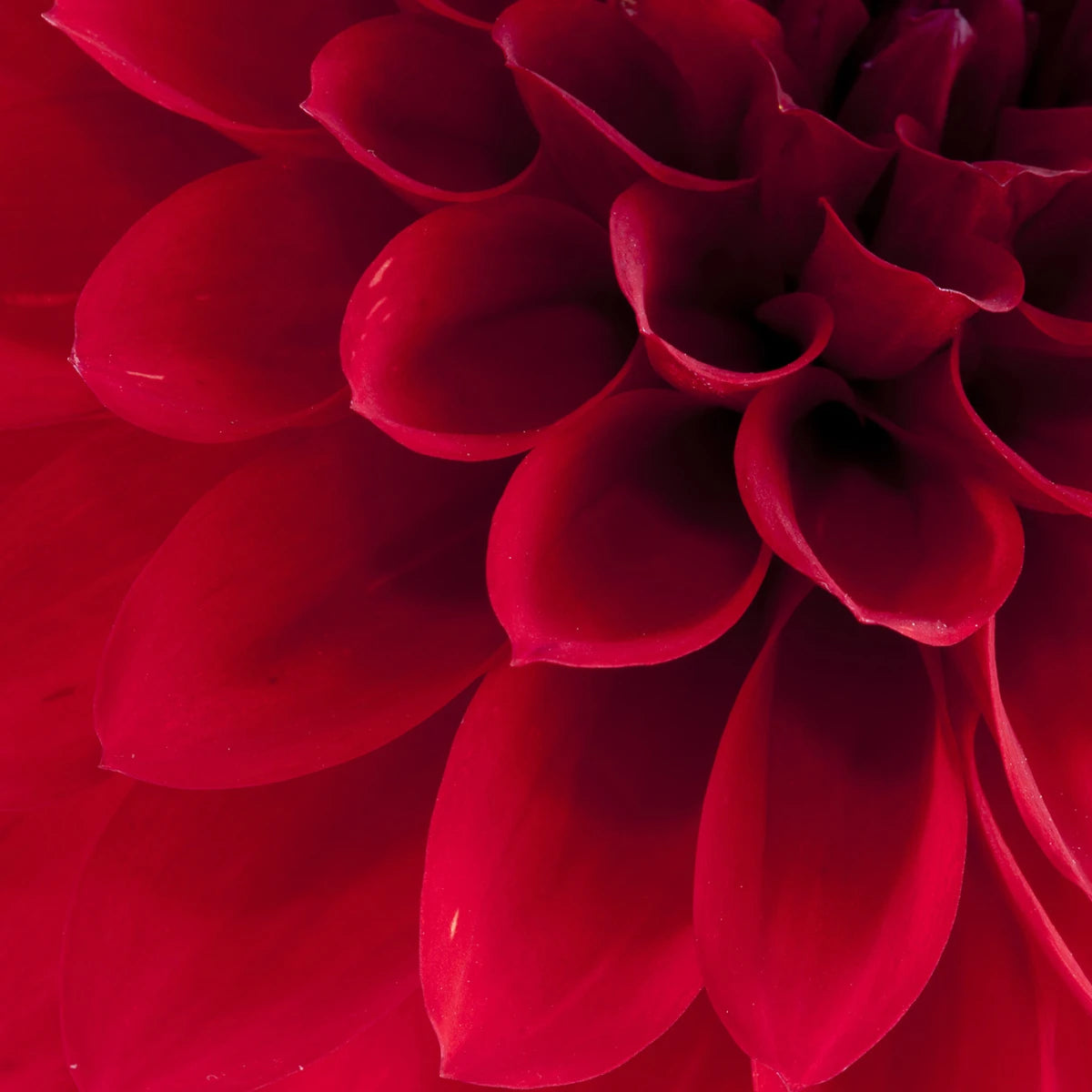 Tapetti Dahlia