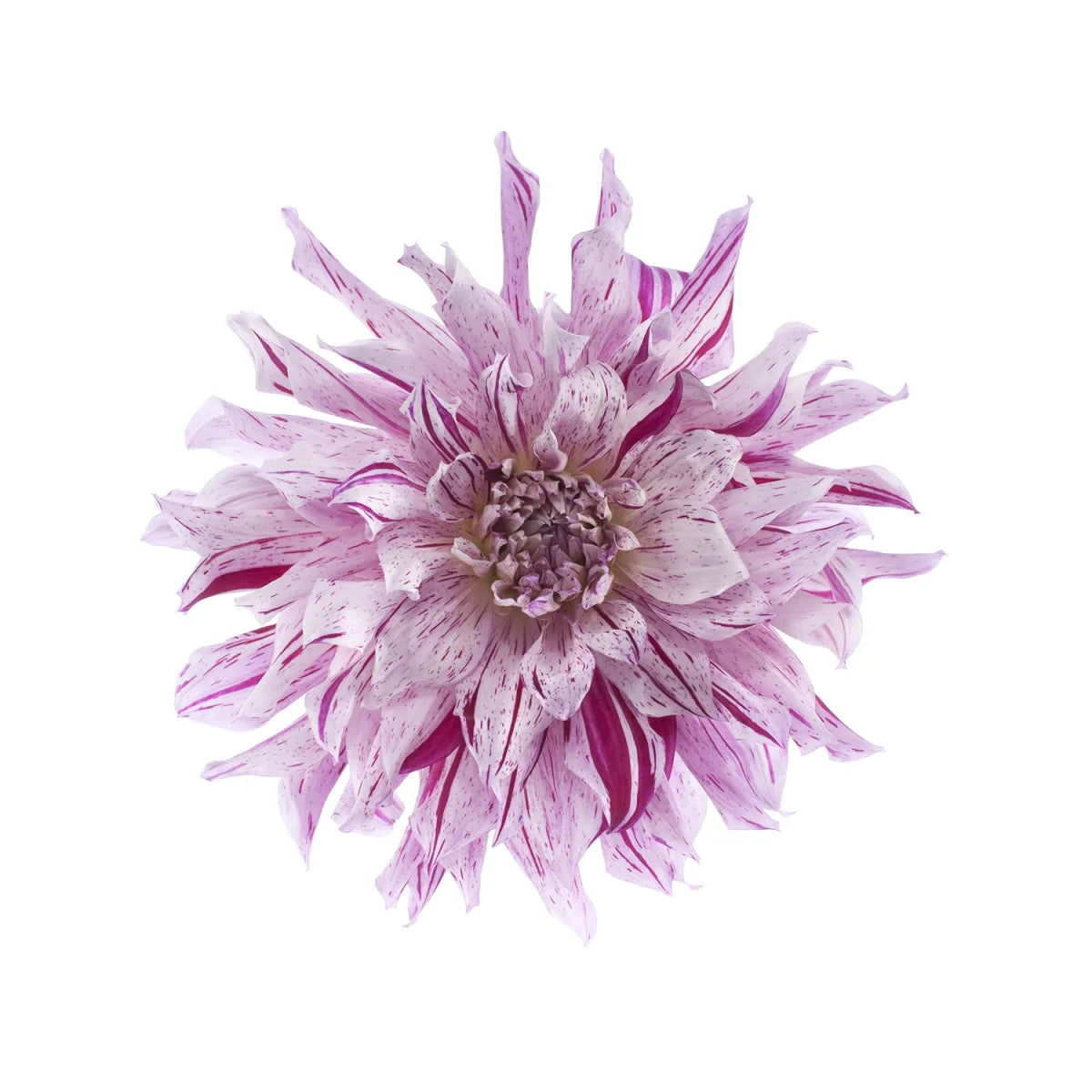Tapetti Flower