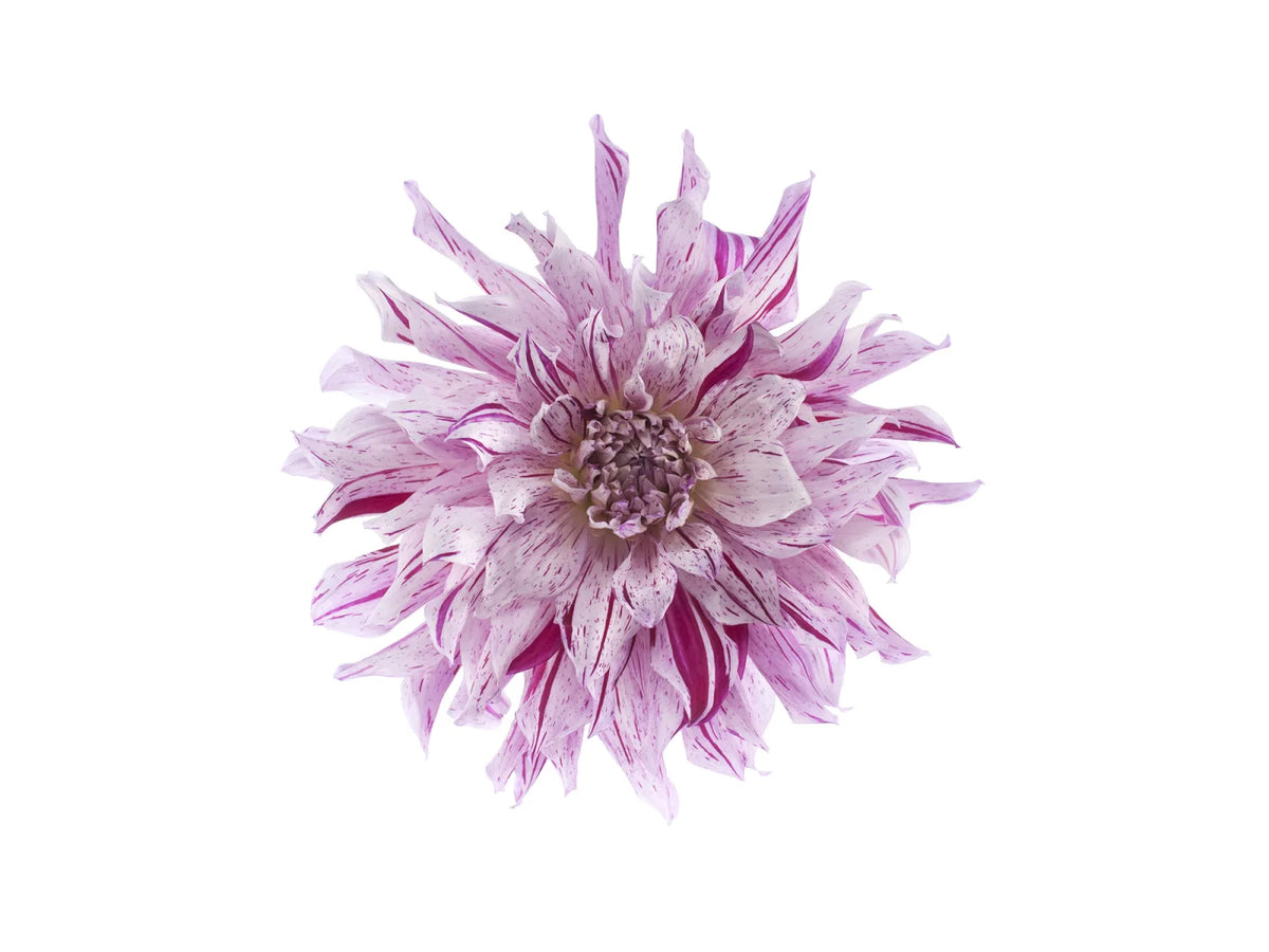 Tapetti Flower