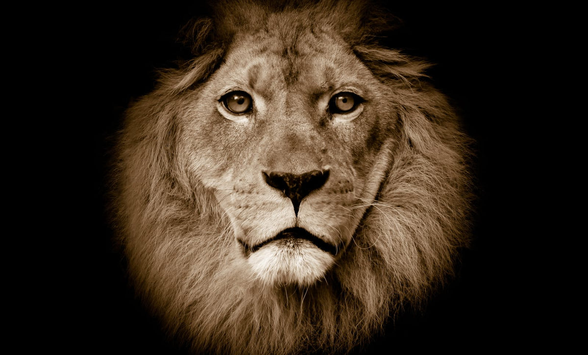 Tapetti Lion