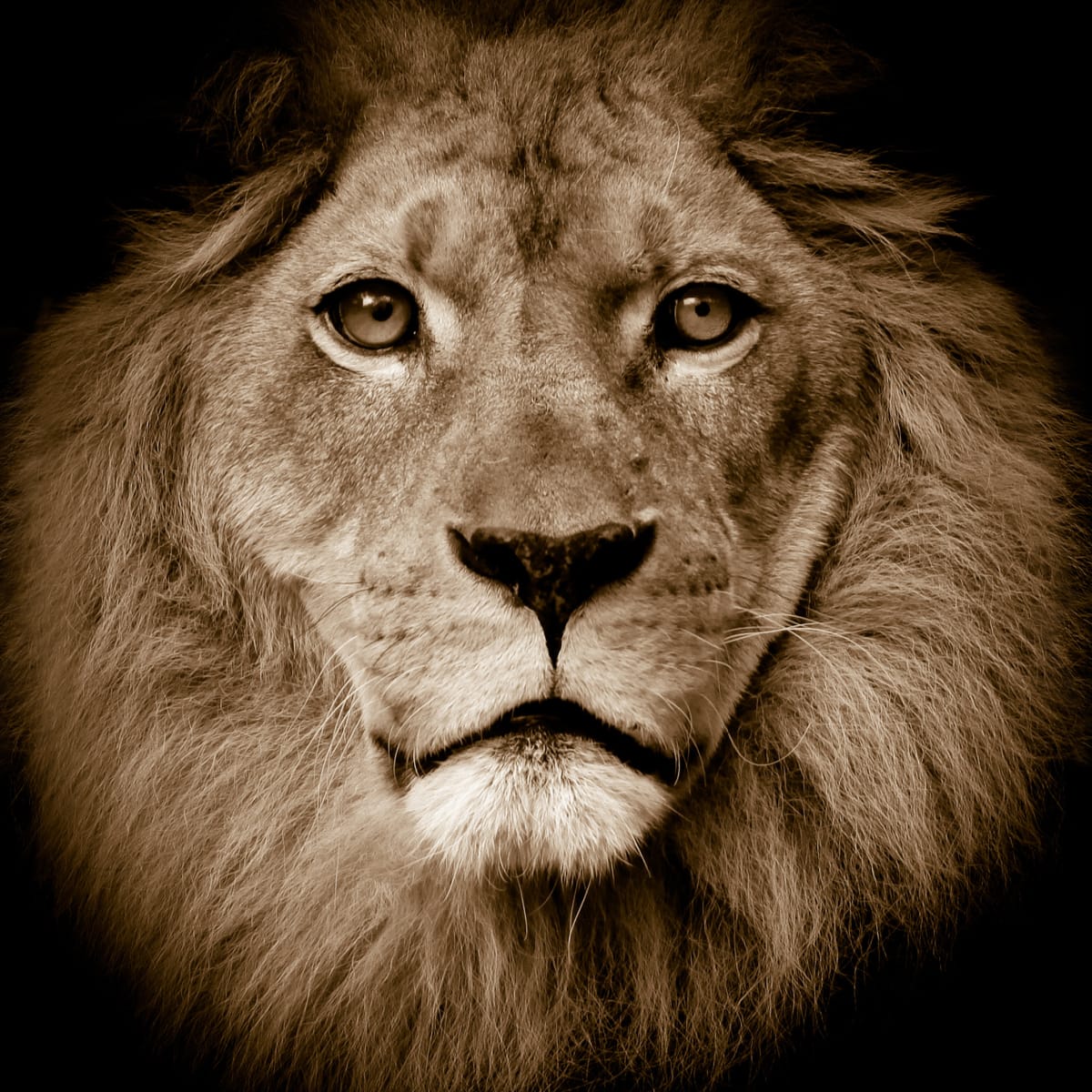 Tapetti Lion