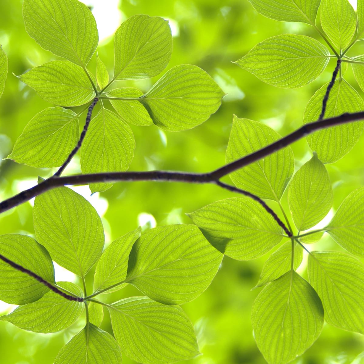 Tapetti Leaves