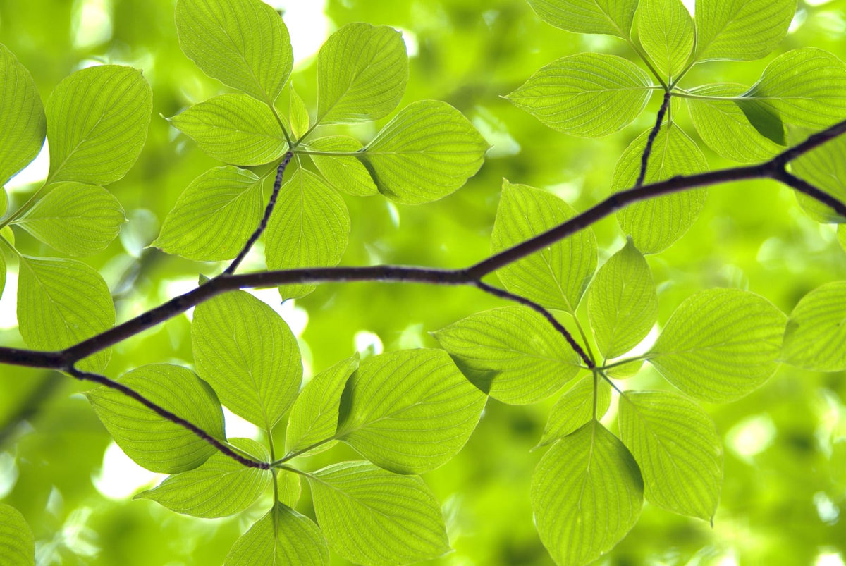 Tapetti Leaves