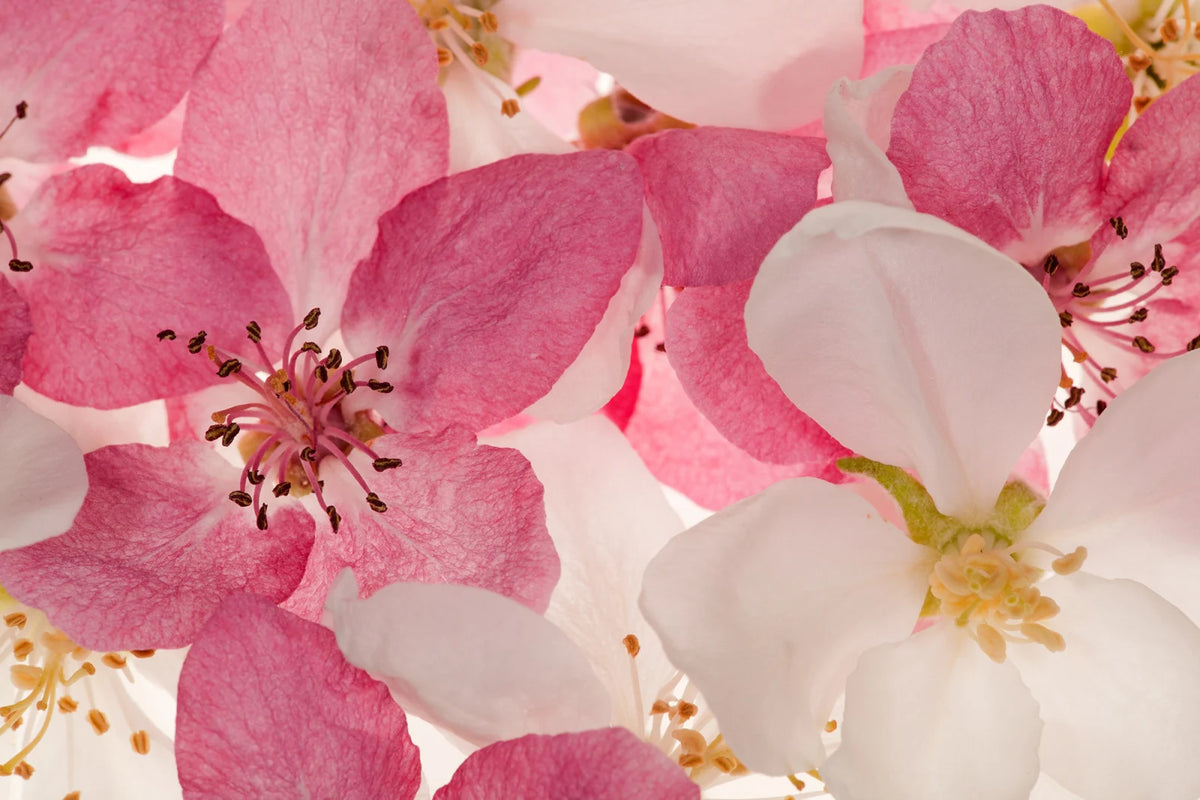 Tapetti Apple Blossom