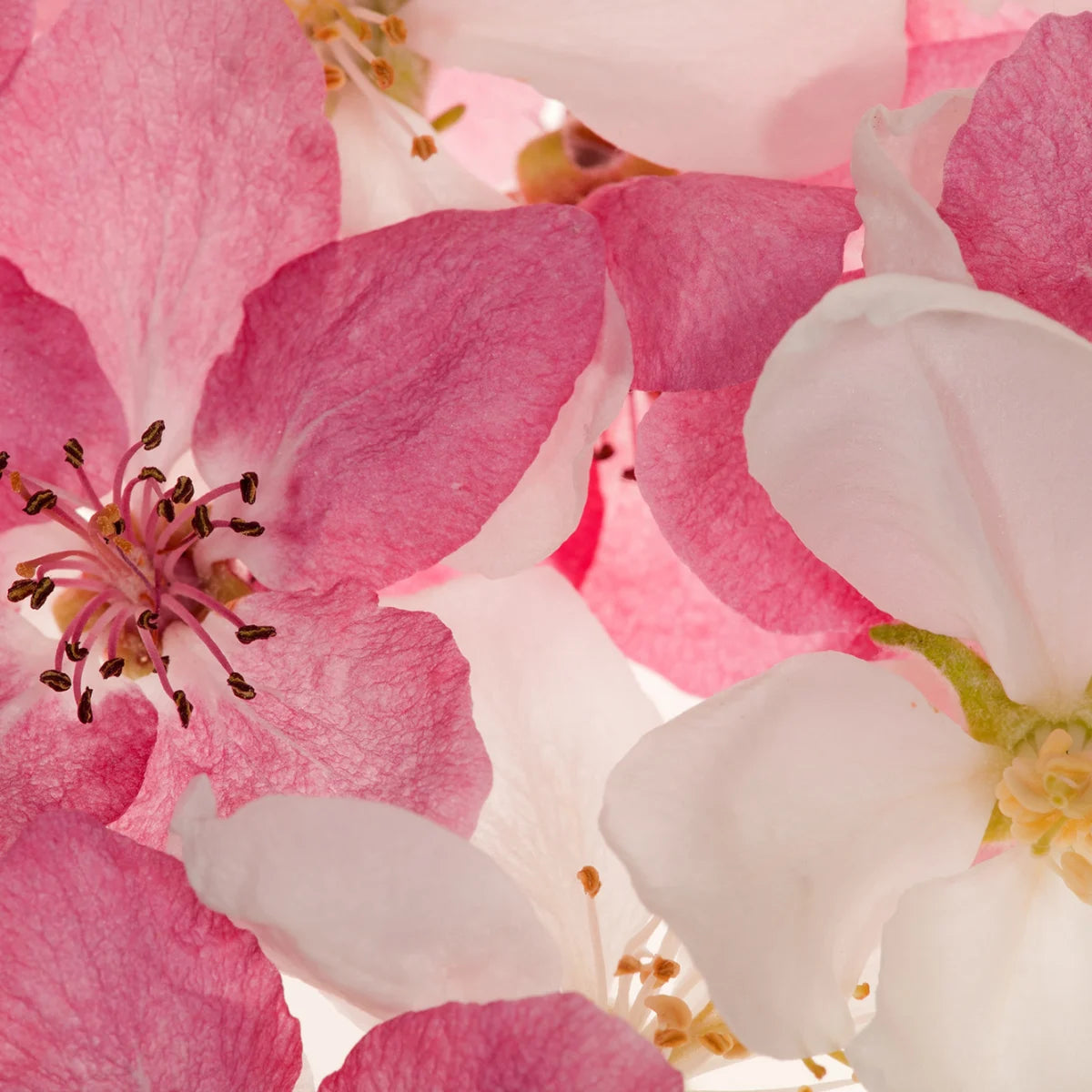 Tapetti Apple Blossom