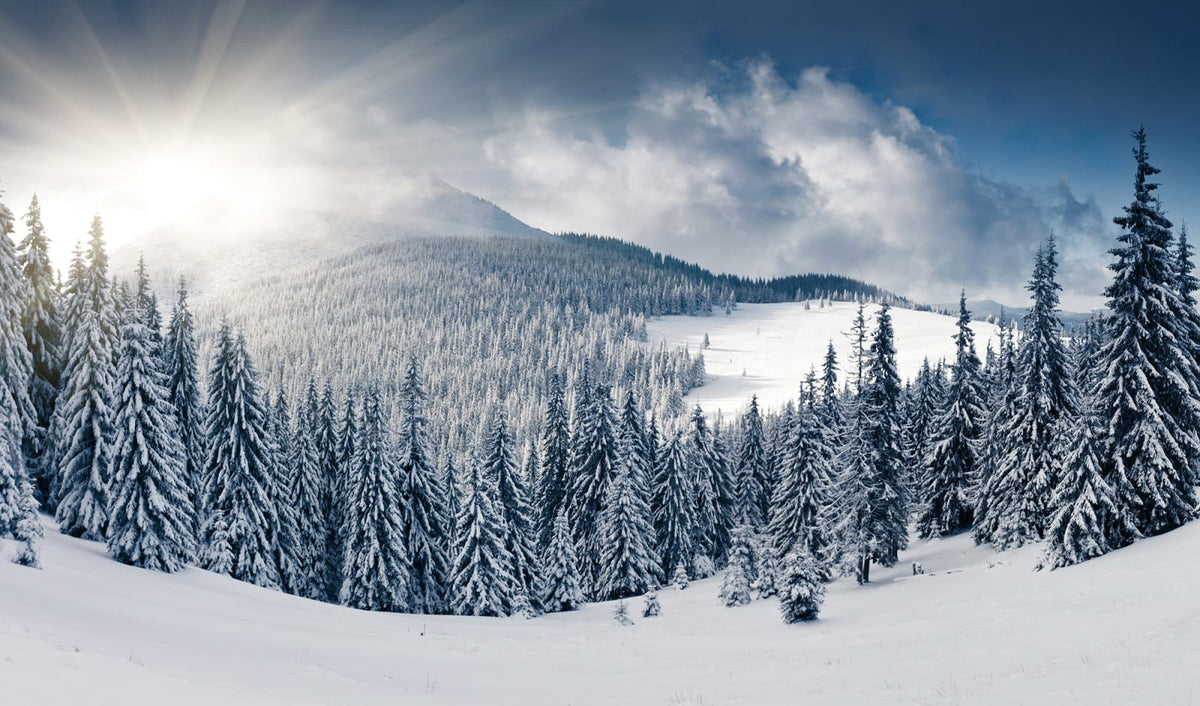 Tapetti Winter
