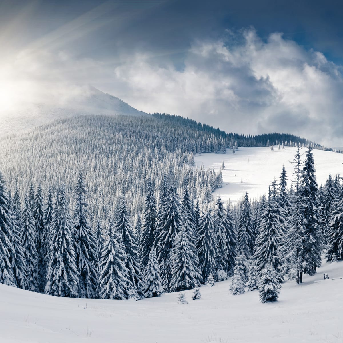 Tapetti Winter