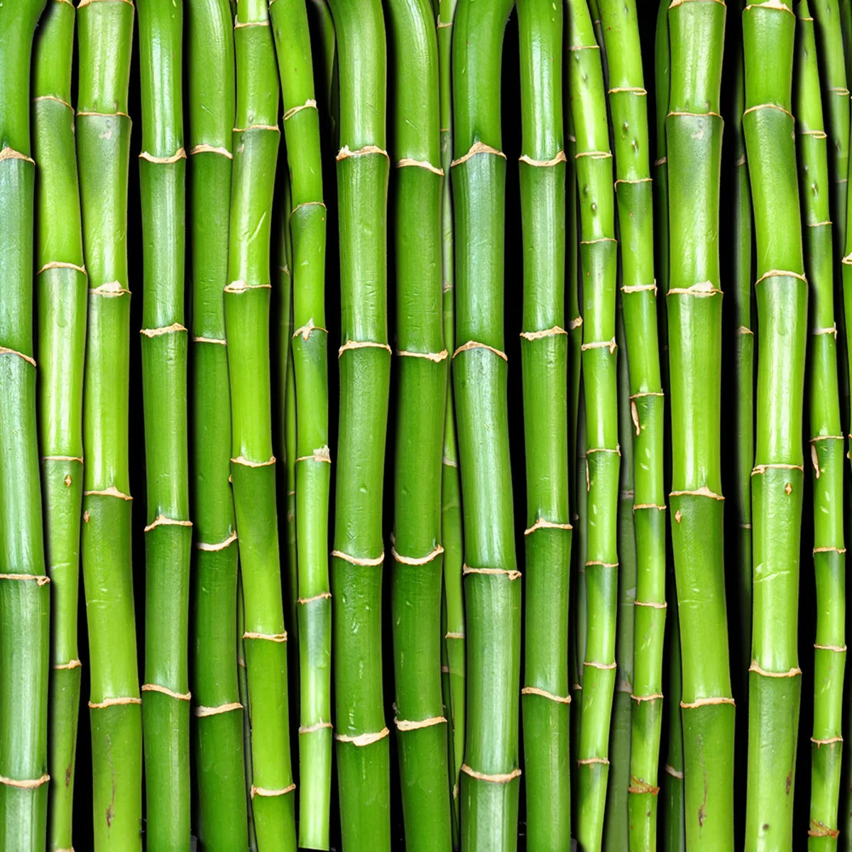 Tapetti Bamboo