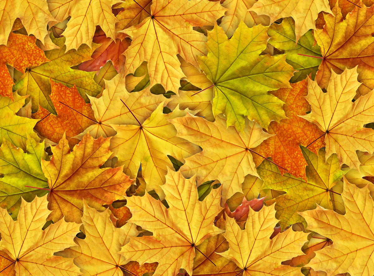 Tapetti Autumn Leaves