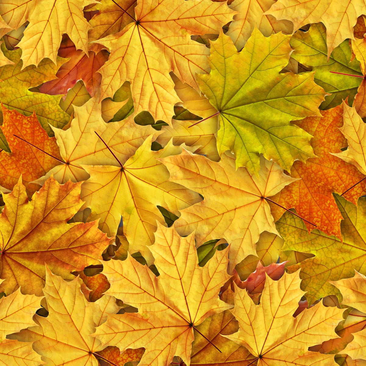 Tapetti Autumn Leaves