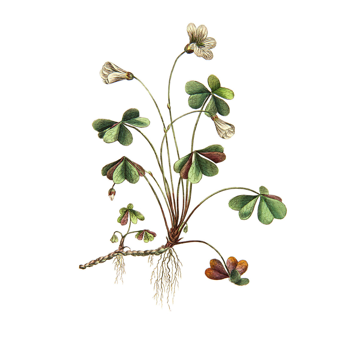 Tapetti Oxalis