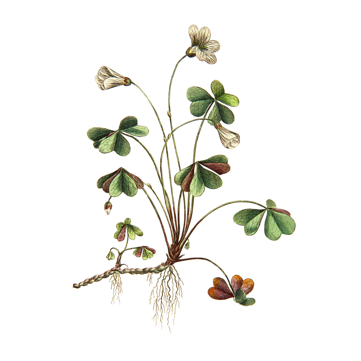 Tapetti Oxalis