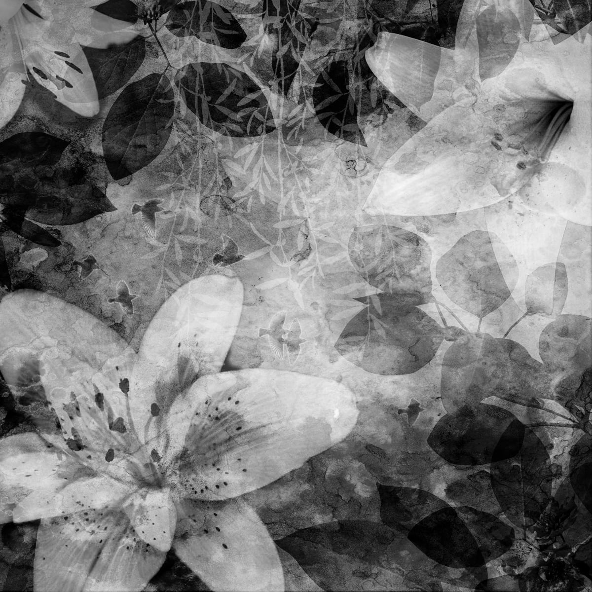 Tapetti Garden of Dreams, Black & White