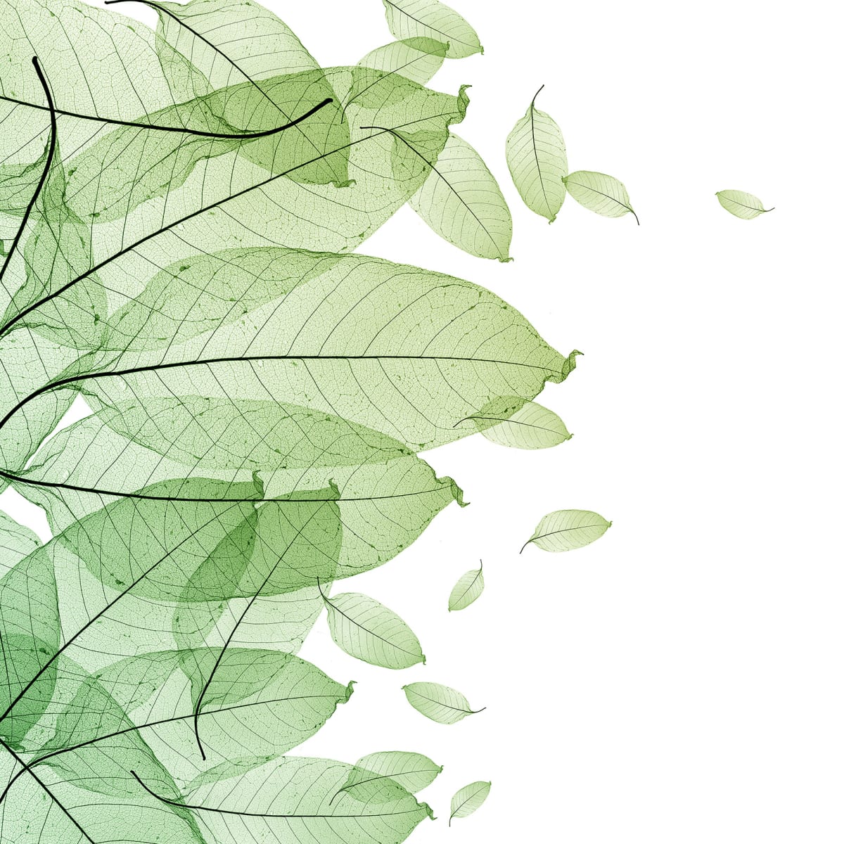 Tapetti Foliage