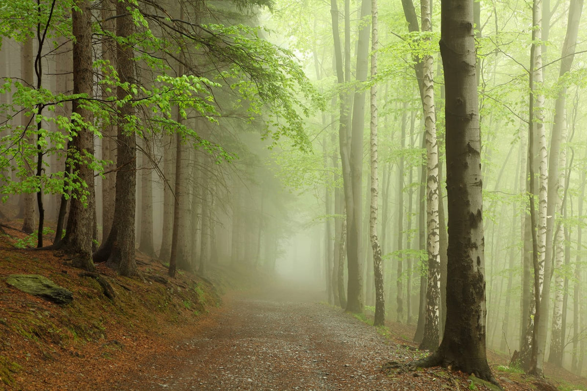 Tapetti Forest Path