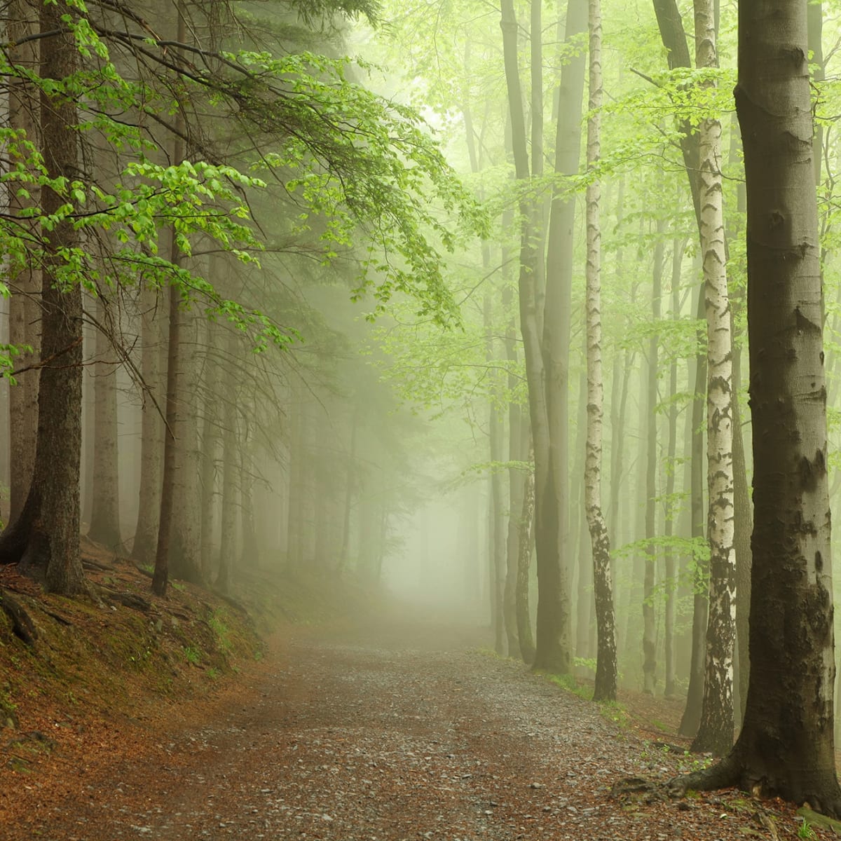 Tapetti Forest Path