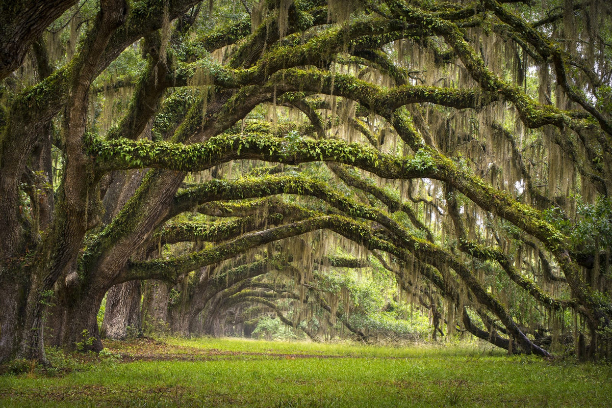 Tapetti Fairy Forest
