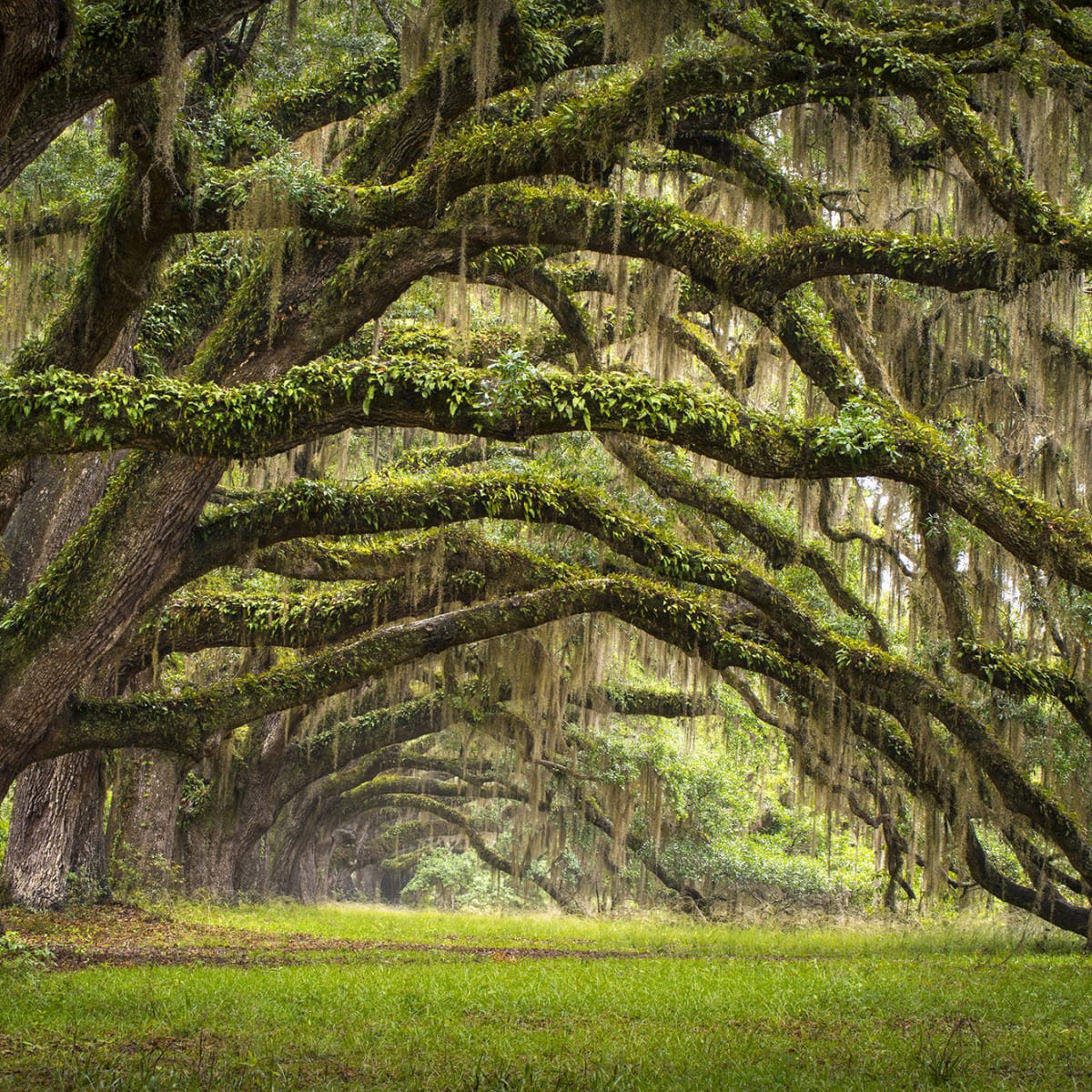 Tapetti Fairy Forest