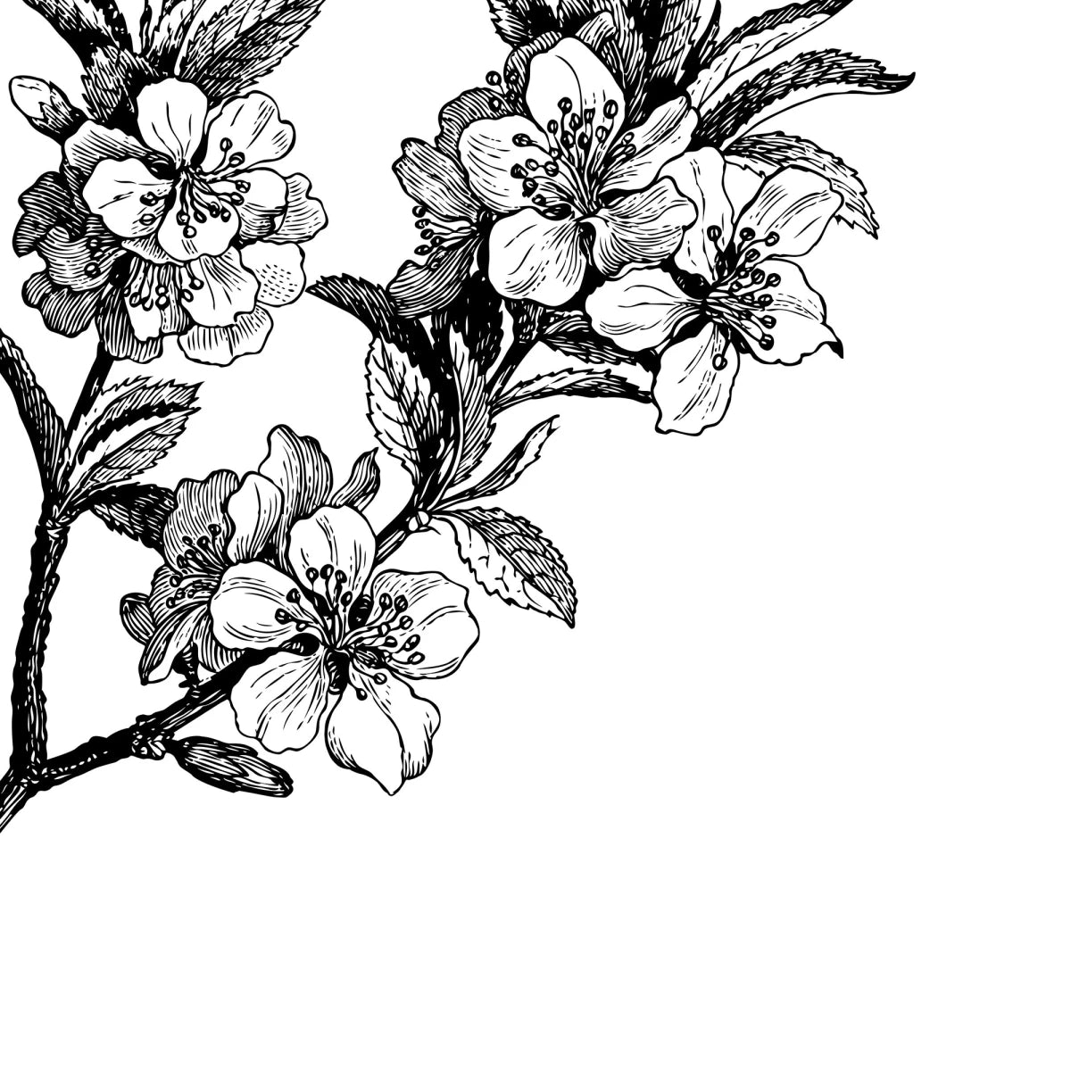 Tapetti Springtime, Black&white
