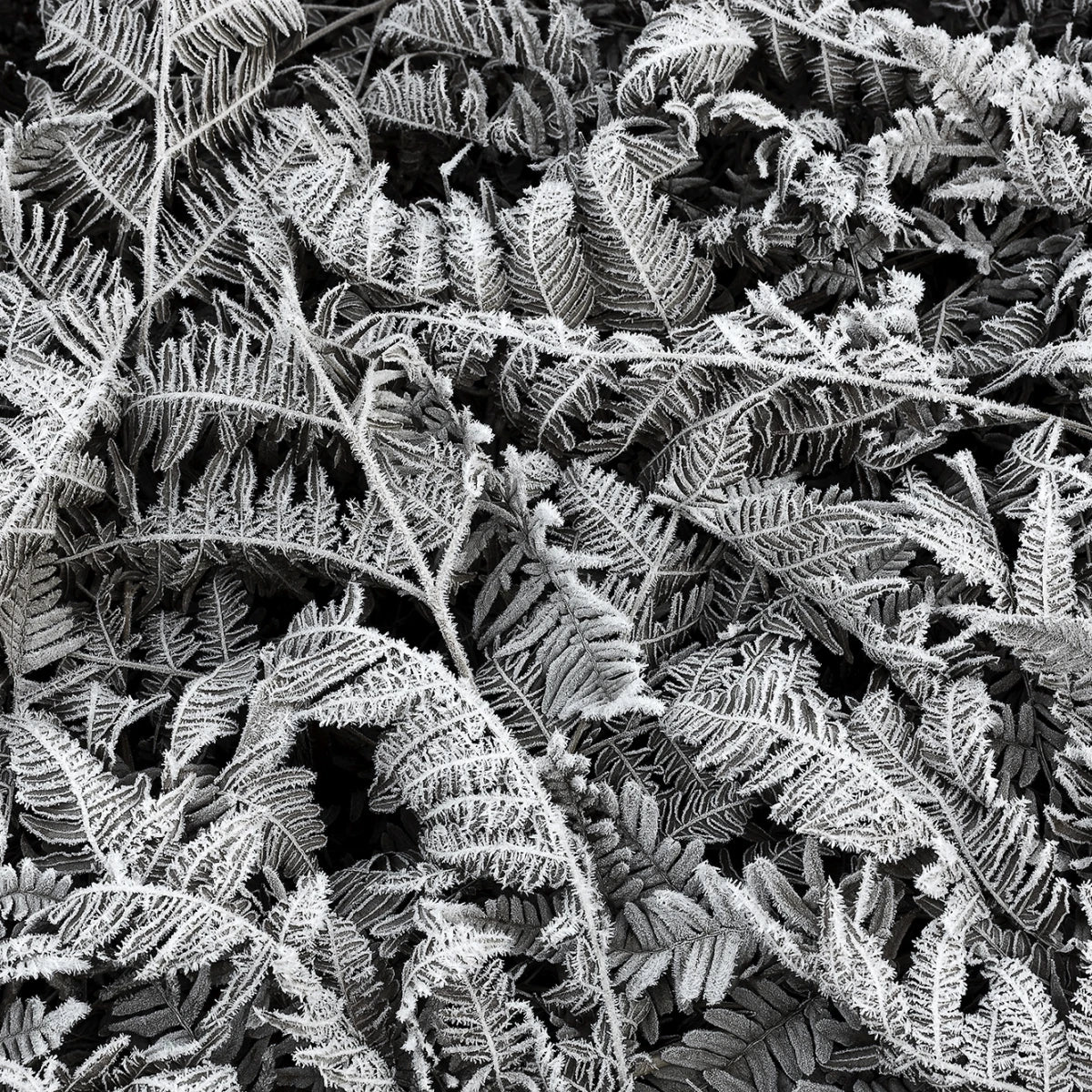 Tapetti Frost Leaf