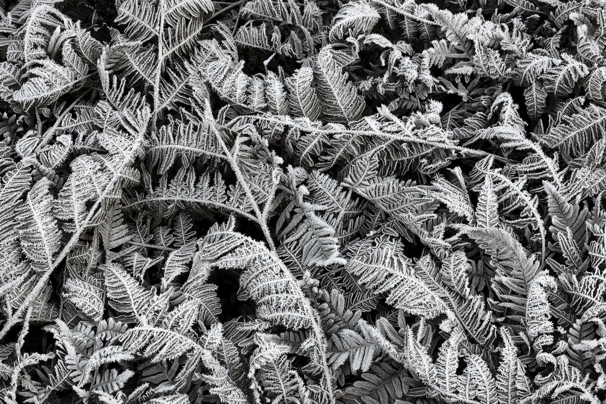 Tapetti Frost Leaf